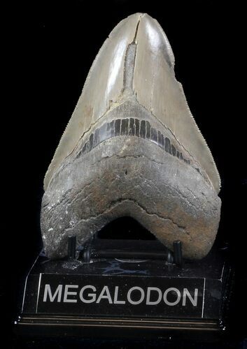 Glossy, Serrated, Megalodon Tooth - Georgia #36832